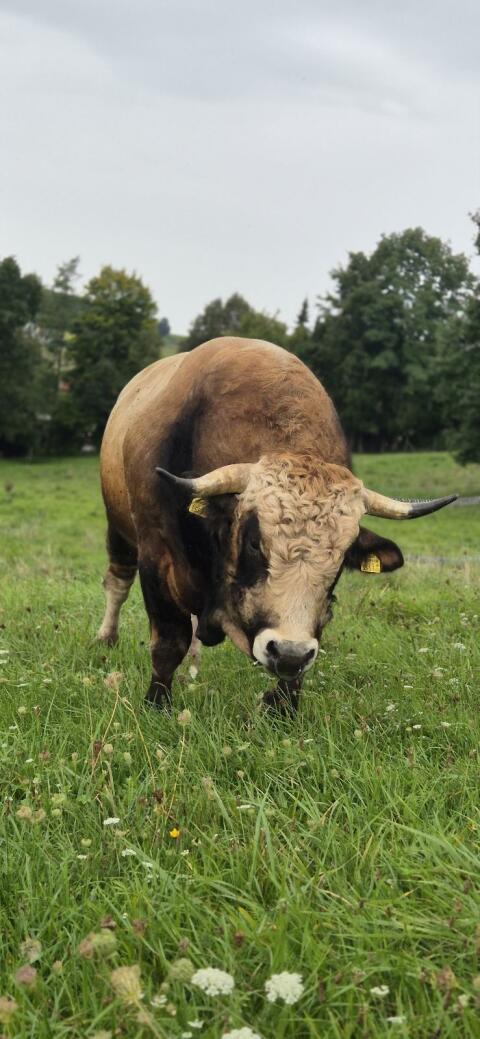 Aubrac Zuchtstier