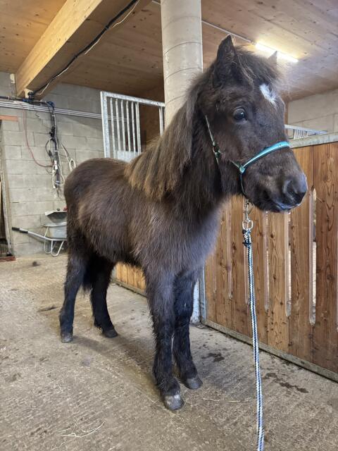 Isländer Stute Jährling