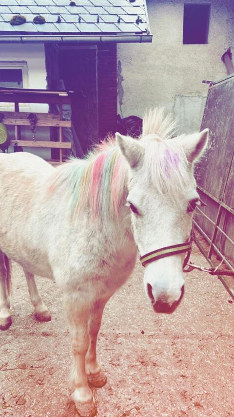 Verkaufe Pony Laura