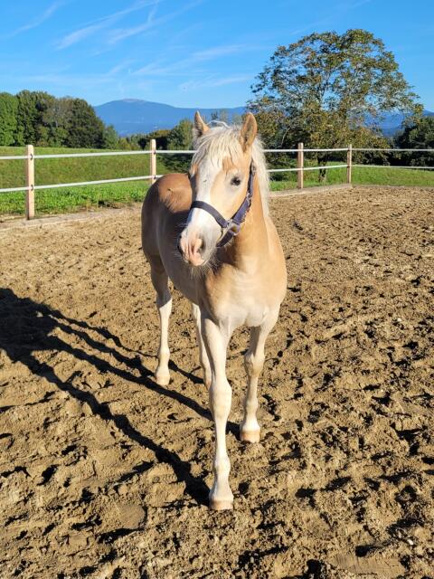 Hengstfohlen Stelvio