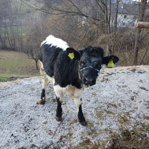 Pustertaler Sprinzen Kalbin