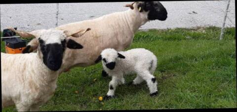 Verkaufe Bio Walliser Schwarznasen Jungschafe