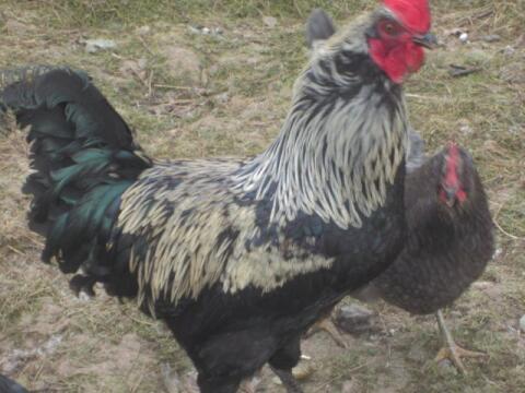 Bruteier Silverudds Bla Grünleger