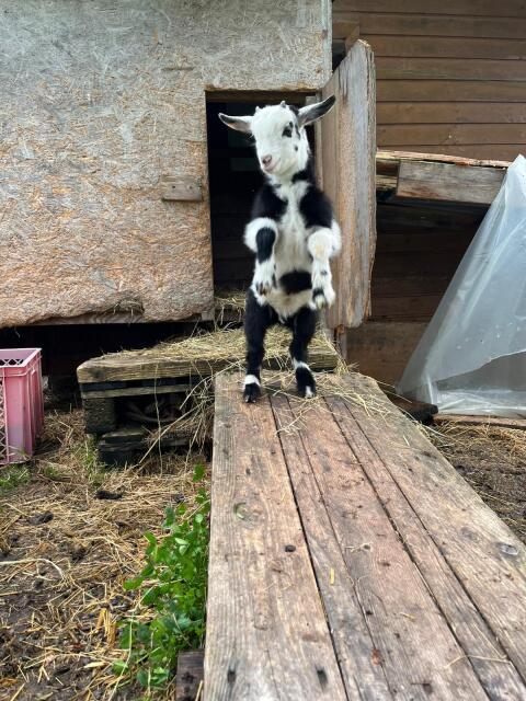 Zwergziegenbock