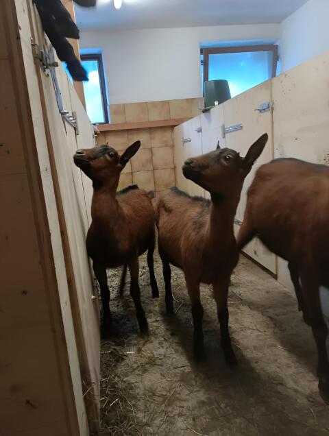 2 Stk. GGZ Ziegenkitze/Jungziegen abzugeben