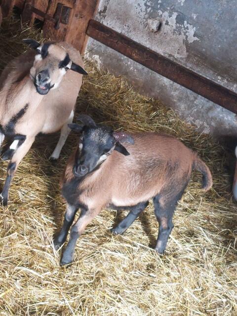 Verkaufe schöne BIO Kamerunbock