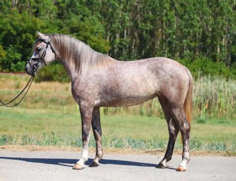 Connemara Stute Barbie