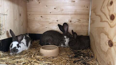 Deutsche Riesenschecken, Blaue Wiener