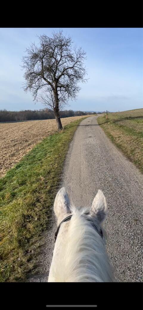 Suche Pachtgrund für 2 Pferde