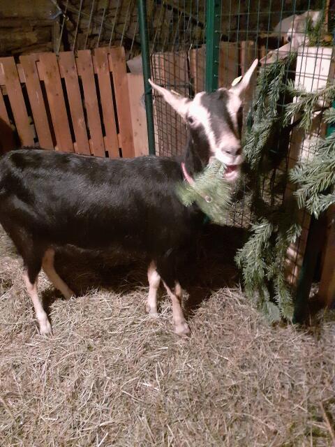 Hübsche Strahlenziege