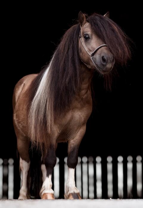 Deckhengst in Sonderfarbe Mushroomschecke Braun
