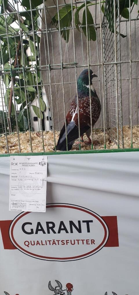 Cauchois Tauben zu verkaufen