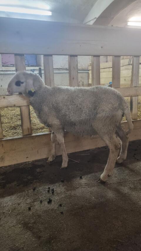 Brillenschaf Widderlamm