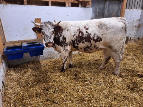 BIO Pustertaler Sprinzen Kalbin