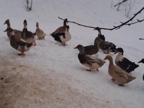 Landenten und Laufenten