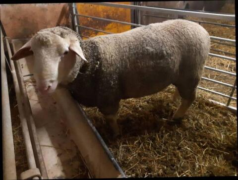 Merino Widder, Bock, 2b gekört