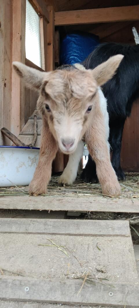 Entzückendes Zwergziegenböckchen