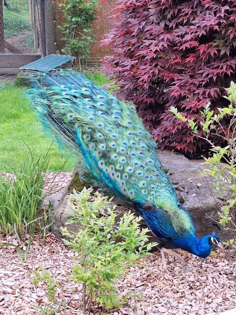 Schwarzflügel-Pfaue abzugeben