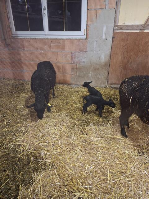 Jura Mutterschafe mit Bocklämmern