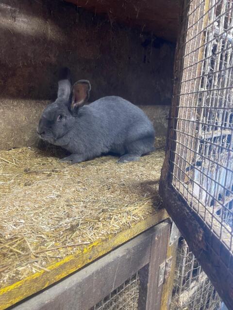 Verkaufe 3 Häsinnen