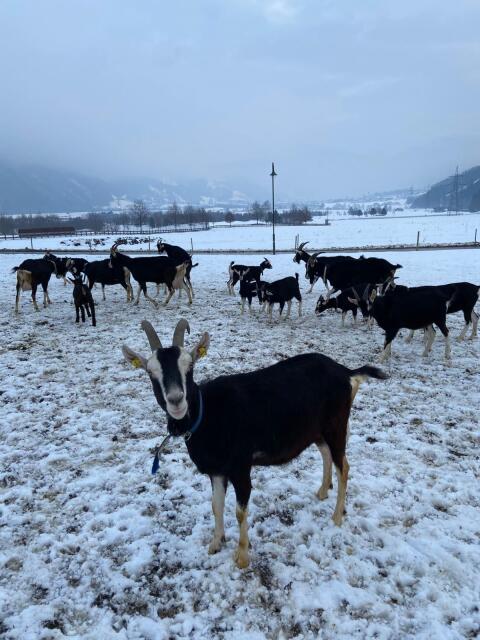 Bündner HB Ziegen zu verkaufen