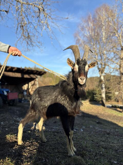 Pinzgauer Strahlenziegenbock reinrassig