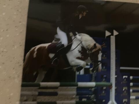 Reitcamp von Anfänger bis zum Profi