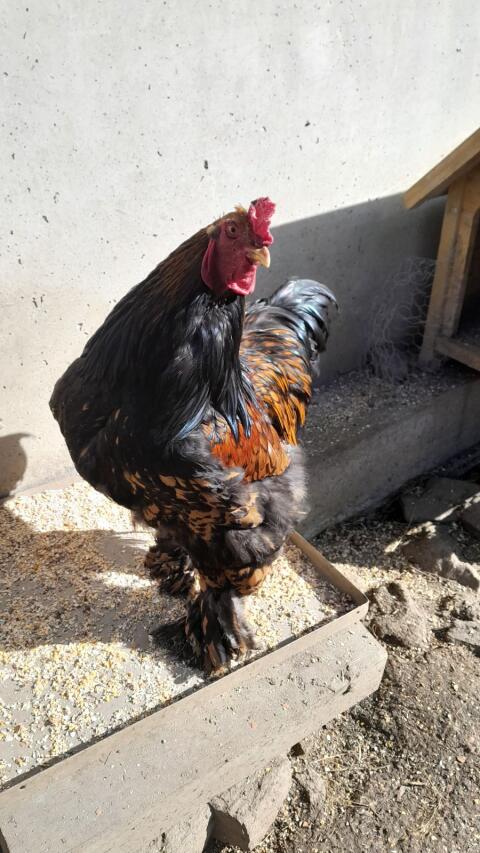 Brahmahahn zu verschenken