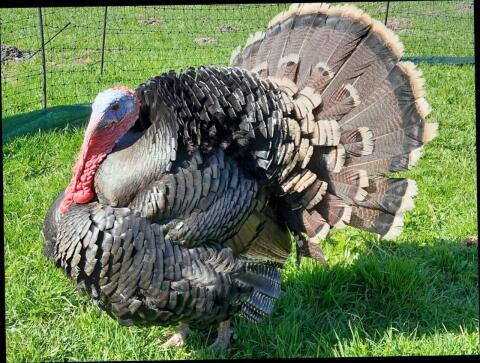 Bronzeputen Bruteier