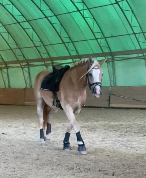 Haflingerstute Bengala