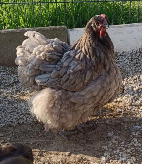 Orpington Henne