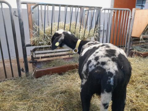 Montafoner Steinschaf, HB, zu verkaufen