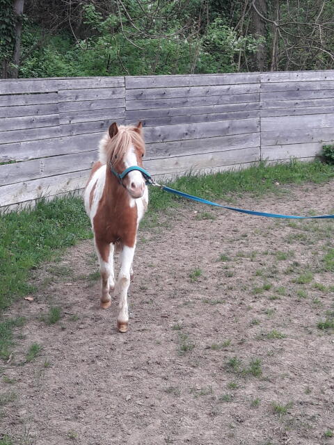 Shetland Persönlichkeit zu verkaufen