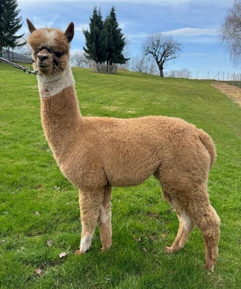 APE Poseidon`s Flash (Hengst)