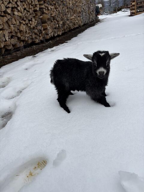 Zwergziegen zu verkaufen