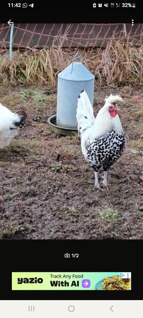 Appenzeller Spitzhauben Hahn