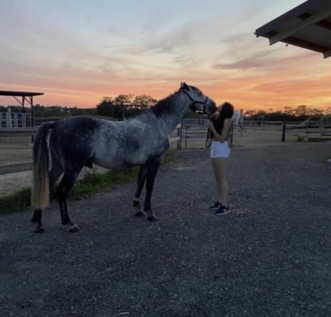 Duque (PRE) Herzenswallach sucht seinen Menschen
