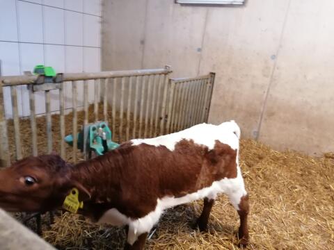 Pinzgauer Kalb weiblich Bio