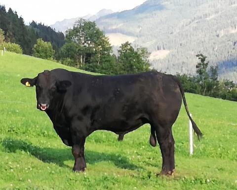 Aberdeen Angus Bulle