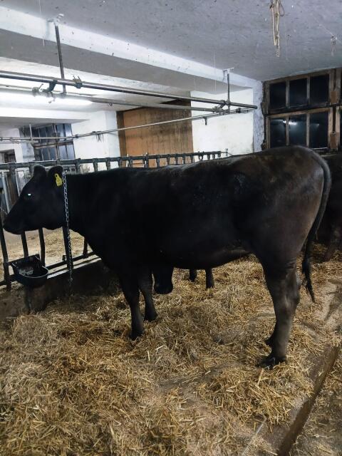 Wagyu Kalbin 100% FB