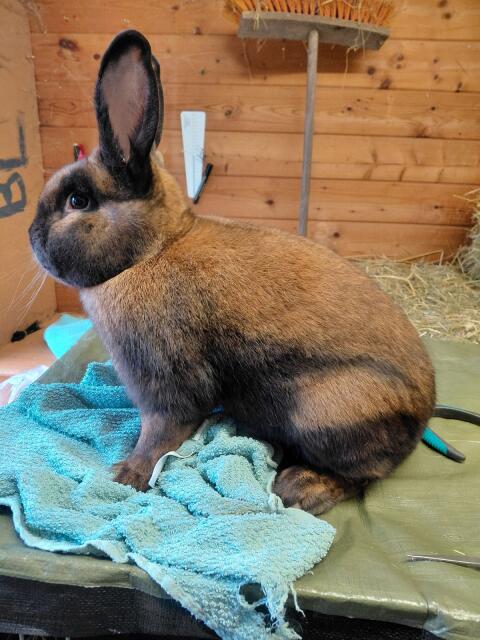 Thüringer Zucht Rammler