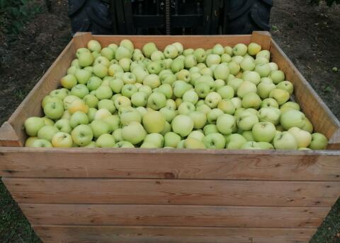 Äpfel Sorte New Gold