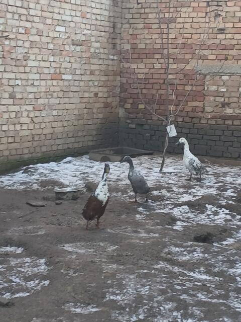 Laufenten zu verschenken