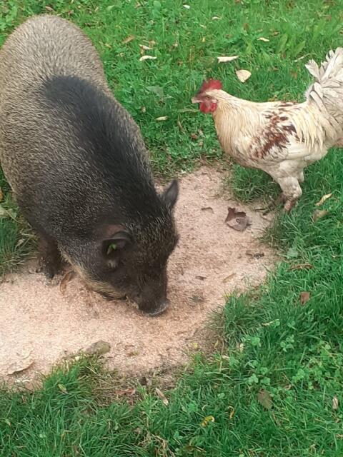 Miniaturschwein Gustav