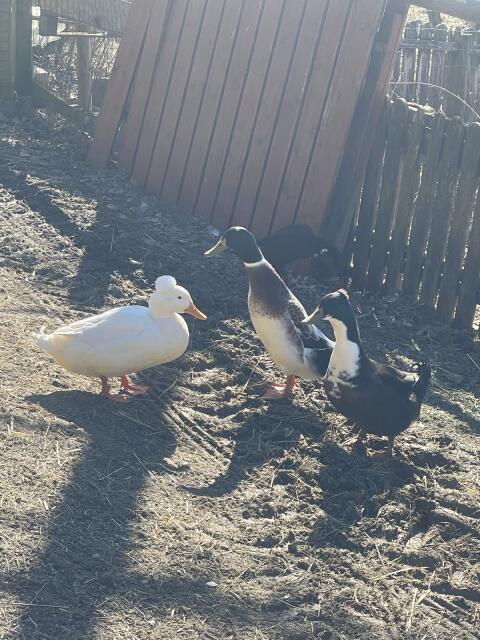 Erpel 1-jährig abzugeben