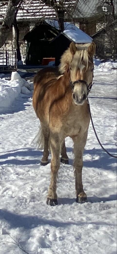 Haflingerwallach als Allrounder