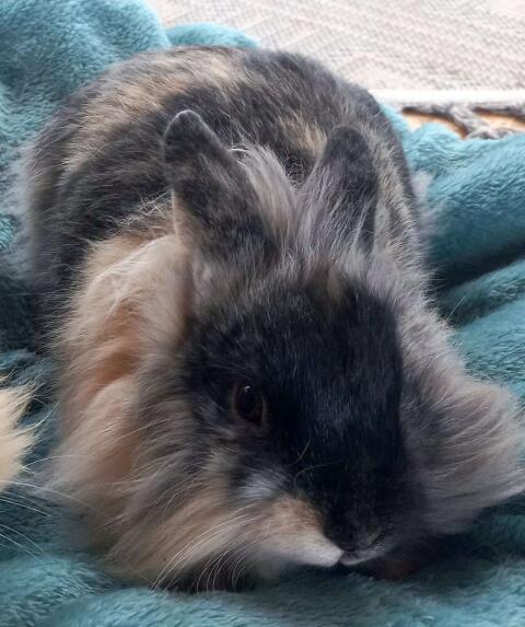 Löwenkopf Zwergkaninchen