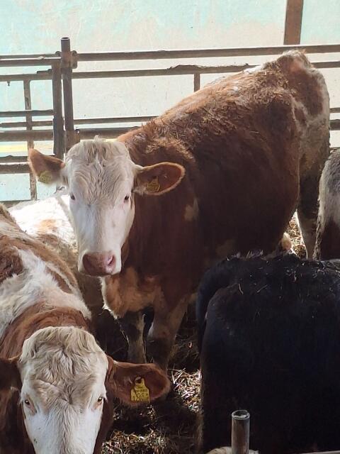 Fleckvieh Kalbinnen geweidet