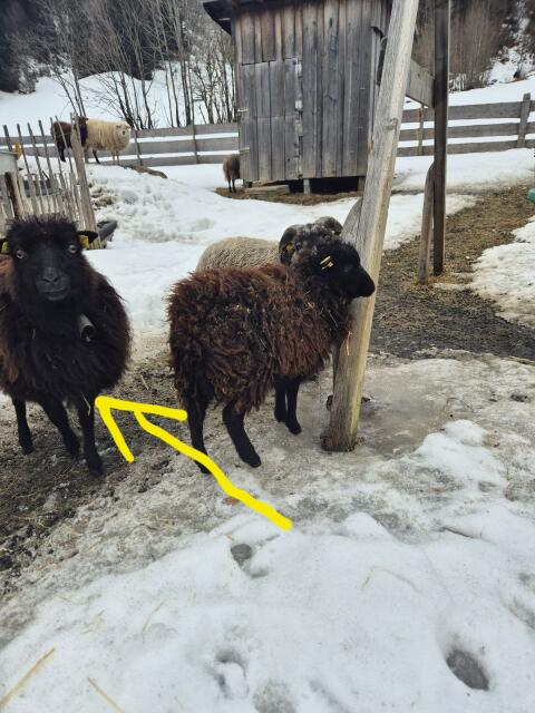 Ouessant, Zwergschafe, Quessant (weiblich)