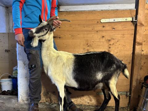 Pfauenziege zu verkaufen!